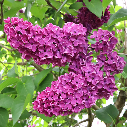 Syringa 'Charles Joly'