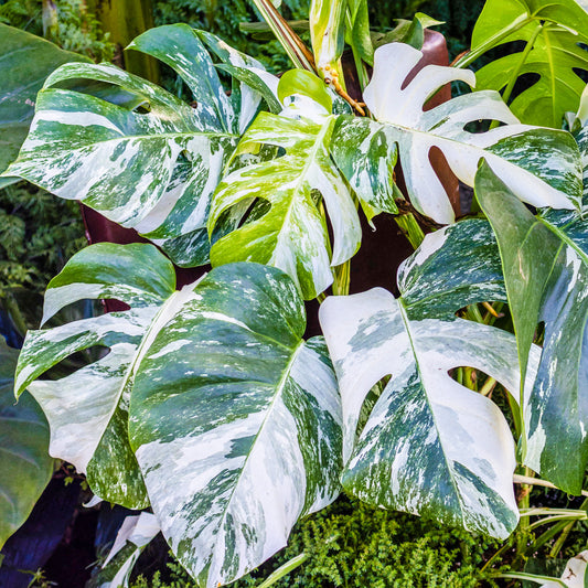 Variegated Monstera deliciosa