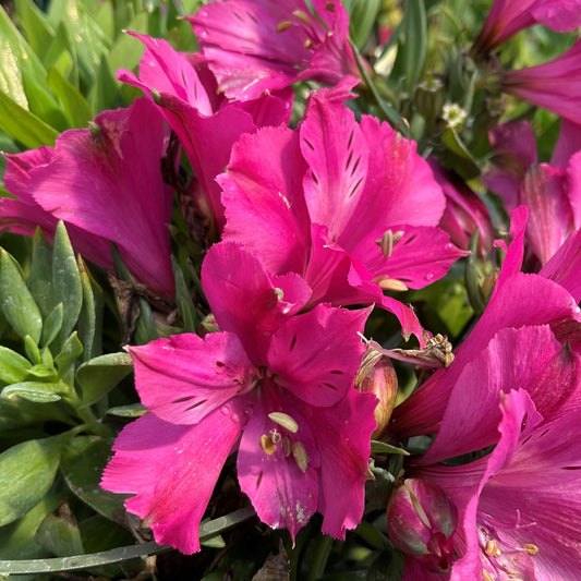 Alstroemeria 'Machu'