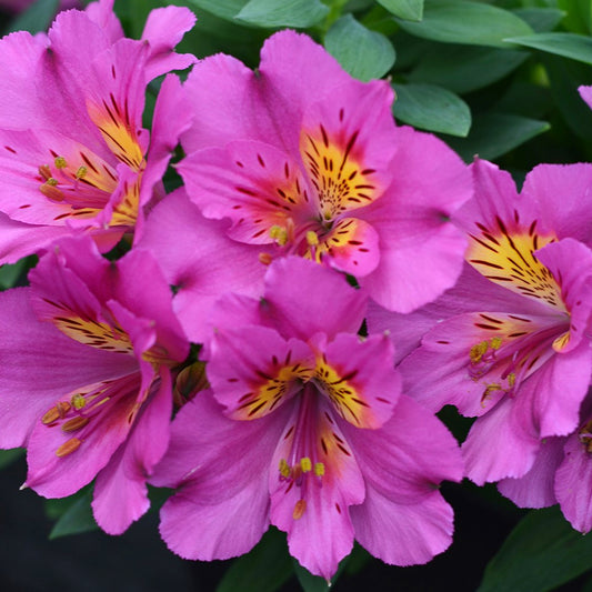 Alstroemeria 'Sunstar'