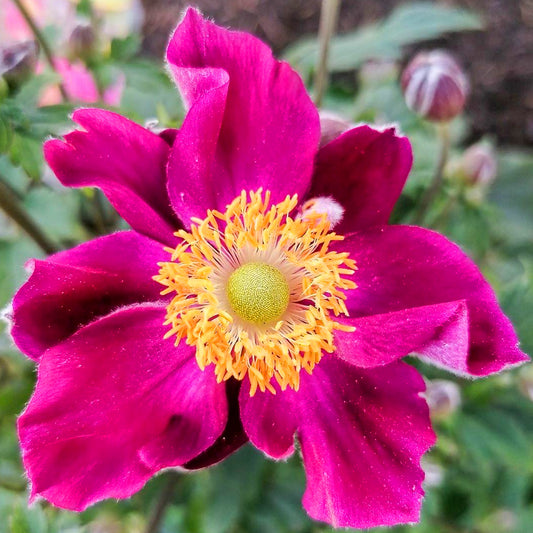 Anemone 'Fantasy Ariel'