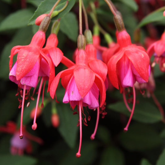 Fuchsia 'Son of Thumb'