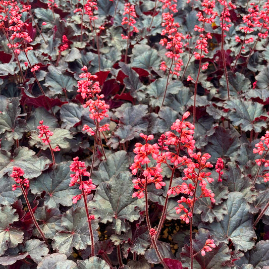 Heuchera 'Timeless Night'