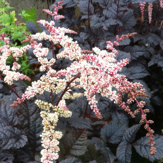 Astilbe 'Chocolate Shogun'