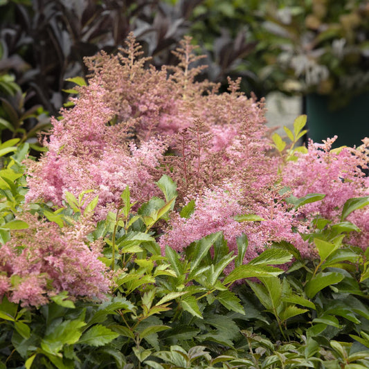 Astilbe 'Wonderful Day'