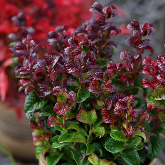 Leucothoe 'Curly Red'