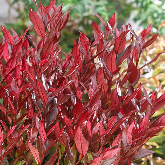 Leucothoe 'Little Flames'