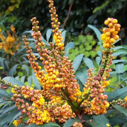 Mahonia 'Volcano'