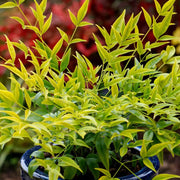 Nandina 'Brightlight'