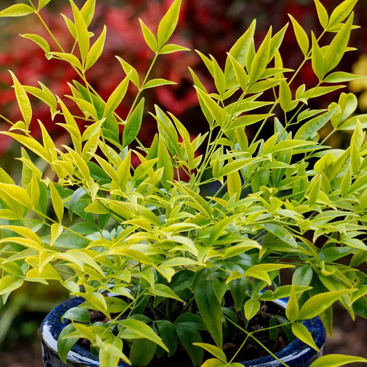 Nandina 'Brightlight'