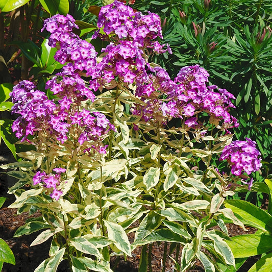 Phlox 'Olympus'