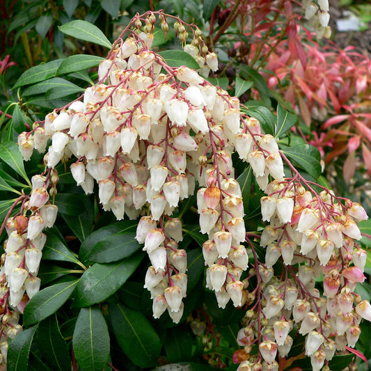 Pieris 'Sarabande'