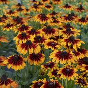 Rudbeckia 'Summerina Sizzling Sunset'