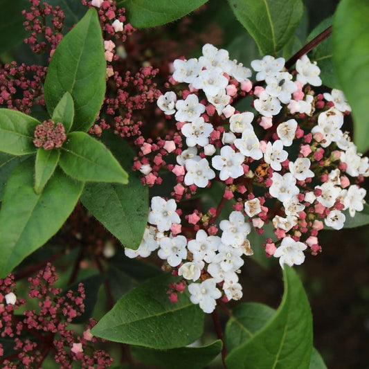 Viburnum 'Spirit'