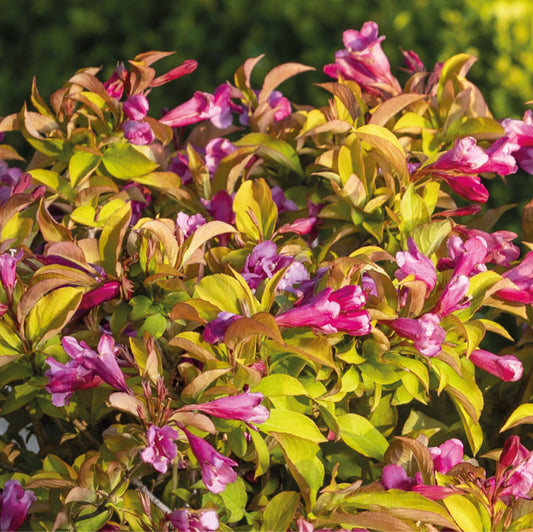 Weigela 'Magic Carpet'