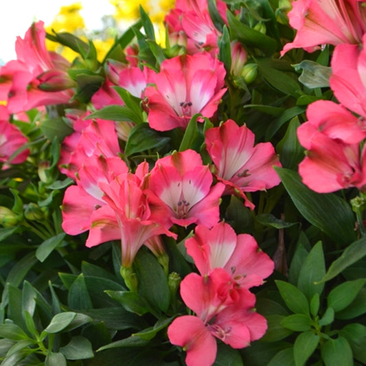 Alstroemeria 'Romance'