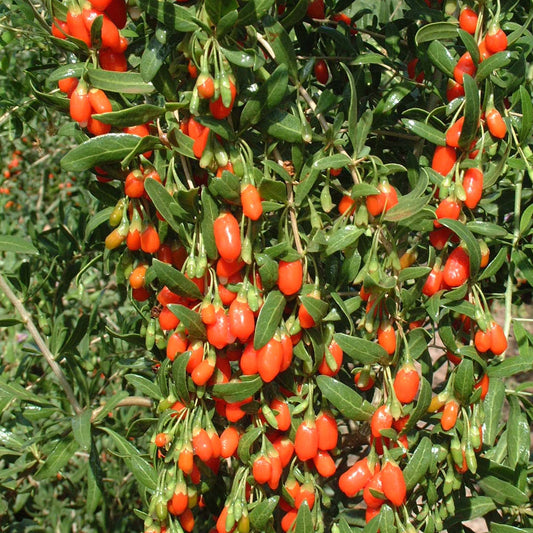 Gojiberry Lycium barbarum