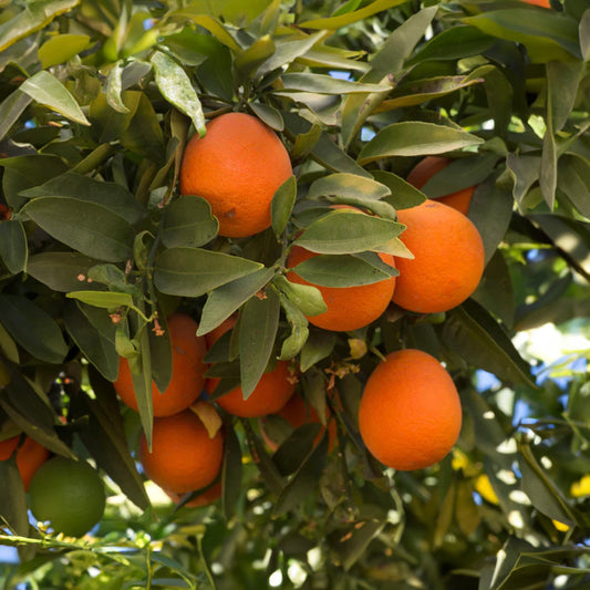 Red Lime Tree