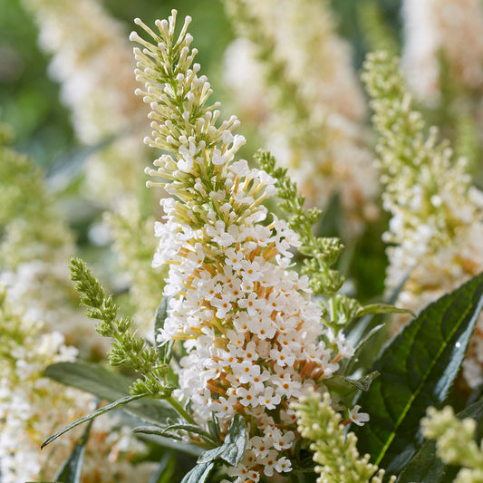 Buddleia 'Candy Little White'