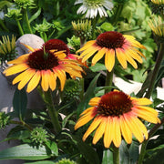 Echinacea 'SunSeekers Tequila Sunrise'