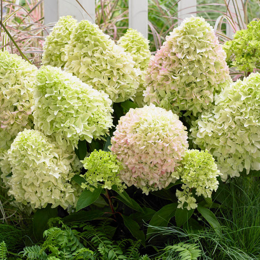 Hydrangea 'Little Fresco'