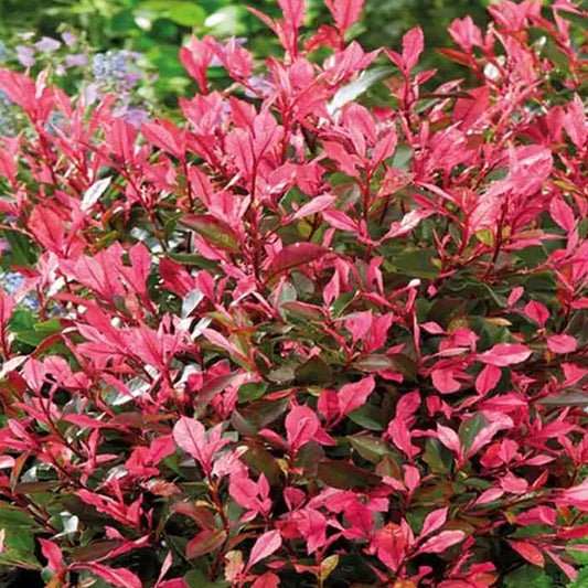 Photinia 'Little Fenna'