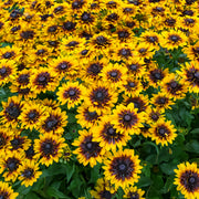 Rudbeckia 'Tiger SmileyZ'