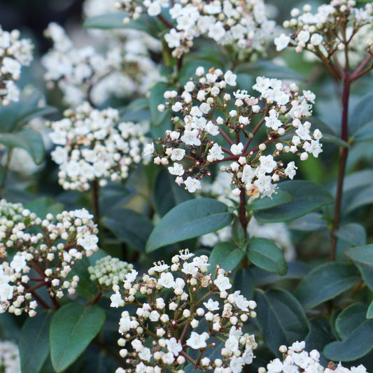 Viburnum 'Secret Village'