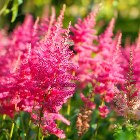 Astilbe 'Sunny Day'