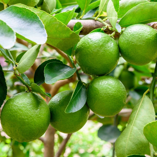 Lime Tree