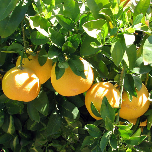 Grapefruit Tree