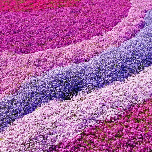 Phlox Mix