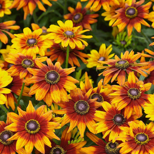 Rudbeckia 'Summerina Orange'