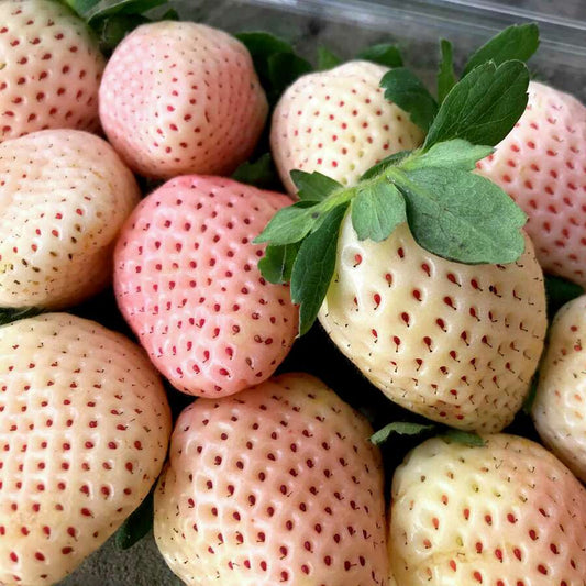 Strawberry 'Snow White'