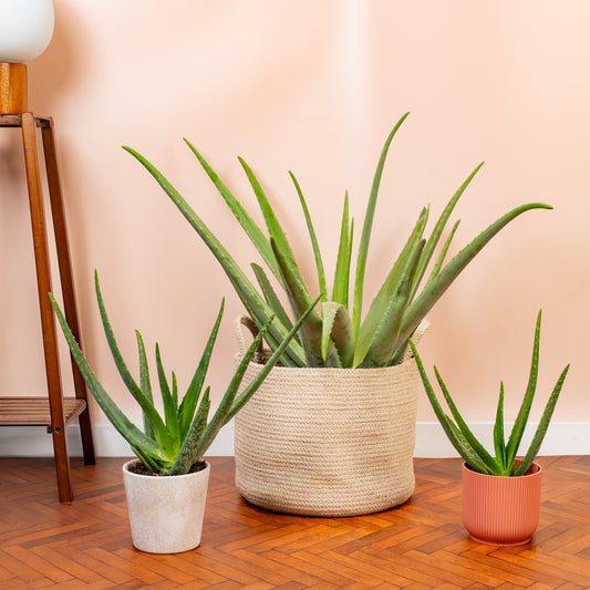 Aloe Vera 'Barbadensis'