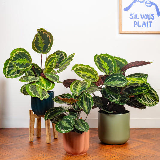 Calathea 'Medallion'