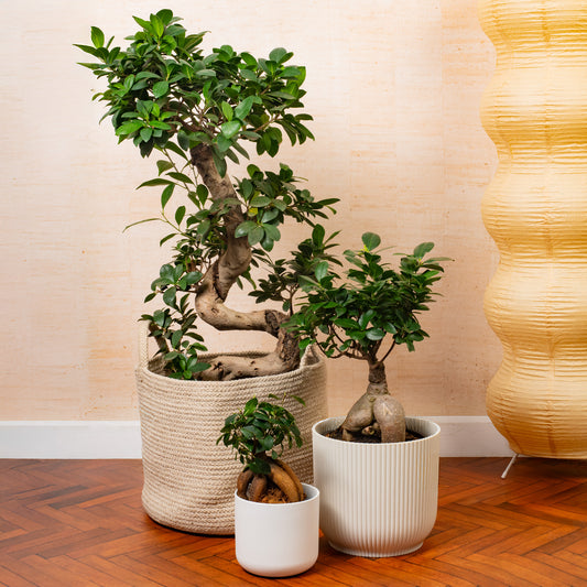 Ficus 'Ginseng'