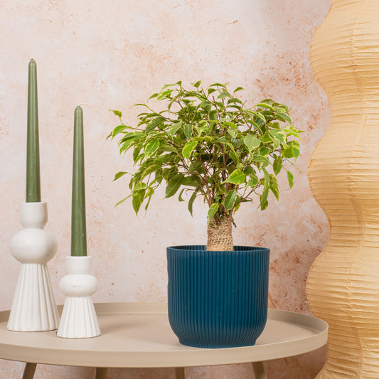 Ficus 'Light Green Kinky Stem'