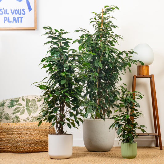 Ficus 'Danielle'