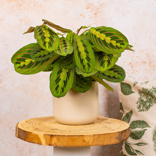 Maranta 'Fascinator Tricolour'