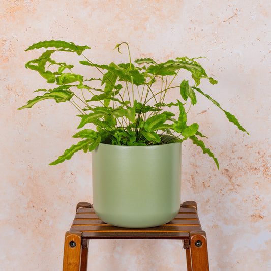 Pteris 'Albolineata'