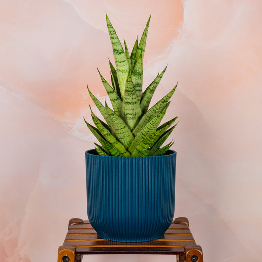 Sansevieria 'Tough Lady'