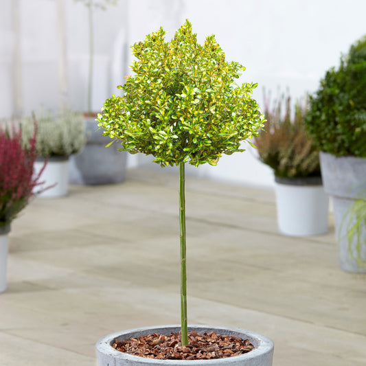 Coprosma 'Lemon and Lime' Patio Tree