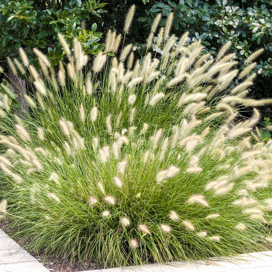 Pennisetum 'Hameln'