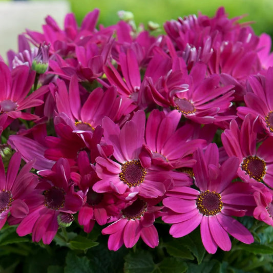 Senetti 'Red'