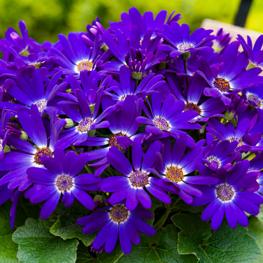 Senetti 'Violet'