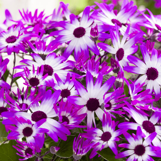 Senetti 'Violet Bicolour'