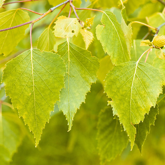 Betula 'Golden Beauty'