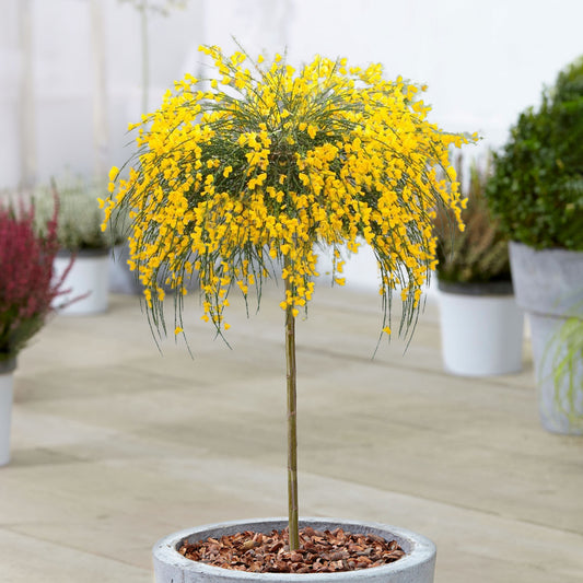 Cytisus 'Golden Tears' Patio Tree