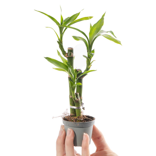 Baby Dracaena 'Lucky Bamboo'